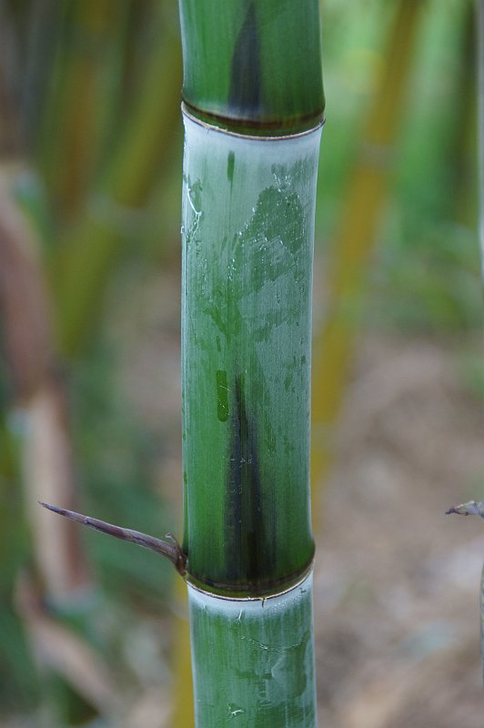 Phyllostachys praecox